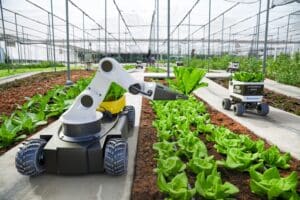 An agricultural robot picking leafy green plants in a smart farm.