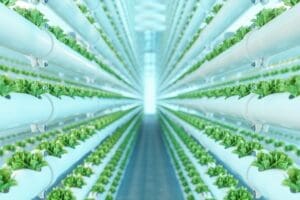 Close-up view of vertical hydroponic plant system with cultivated lettuces.